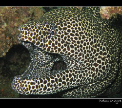 This Honeycomb Moray was huge, easily 6ft in length and i... by Brian Mayes 